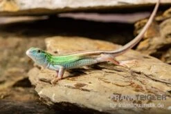 Sechsstreifen-Rennechse, Aspidoscelis Sexlineatus 5 Sechsstreifen-Rennechse, Aspidoscelis Sexlineatus -Zubehör für Haustieraquarien Sechsstreifen Rennechse Aspidoscelis sexlineatus 3