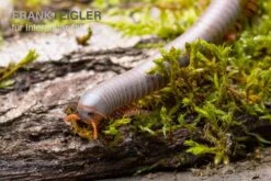 Silberner Tausendfüßer, Aulacobolus Unicatus "Silver" 5 Silberner Tausendfüßer, Aulacobolus Unicatus "Silver" -Zubehör für Haustieraquarien Silberner Tausendfuesser Aulacobolus unicatus Silver 3