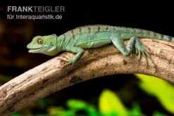 Stirnlappenbasilisk, Basiliscus Plumifrons -Zubehör für Haustieraquarien Stirnlappenbasilisk Basiliscus plumifrons 3