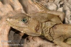 Streifenbasilisk, Basiliscus Vittatus -Zubehör für Haustieraquarien Streifenbasilisk Basiliscus vittatus 1
