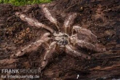 Leopardvogelspinne, Stromatopelma Calceatum XL -Zubehör für Haustieraquarien Stromatopelma calceatum 1