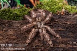 Leopardvogelspinne, Stromatopelma Calceatum XL -Zubehör für Haustieraquarien Stromatopelma calceatum 5