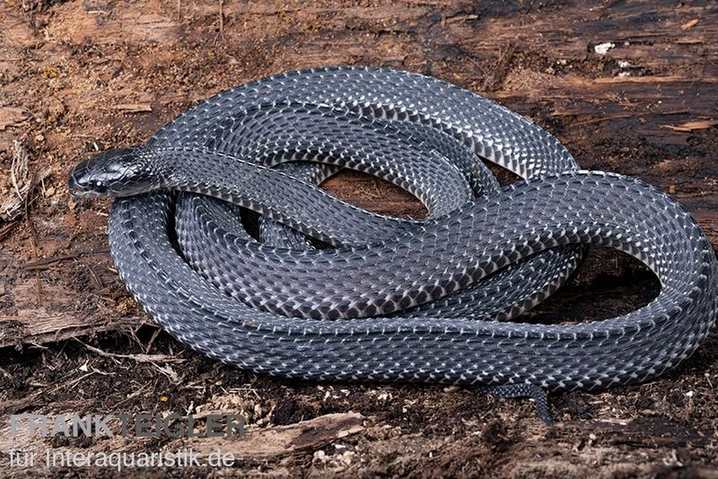 Südliche Feilennatter, Mehelya Capensis 1 Südliche Feilennatter, Mehelya Capensis