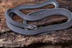 Südliche Feilennatter, Mehelya Capensis 9 Südliche Feilennatter, Mehelya Capensis -Zubehör für Haustieraquarien Suedliche Feilennatter Mehelya capensis 3