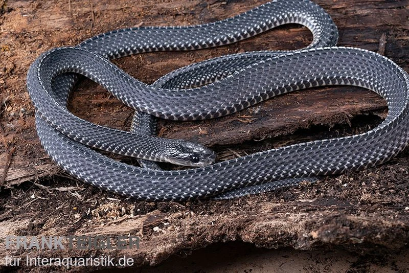 Südliche Feilennatter, Mehelya Capensis 3 Südliche Feilennatter, Mehelya Capensis – Bild 3