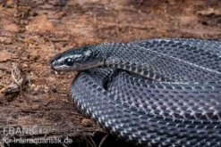 Südliche Feilennatter, Mehelya Capensis 11 Südliche Feilennatter, Mehelya Capensis -Zubehör für Haustieraquarien Suedliche Feilennatter Mehelya capensis 5