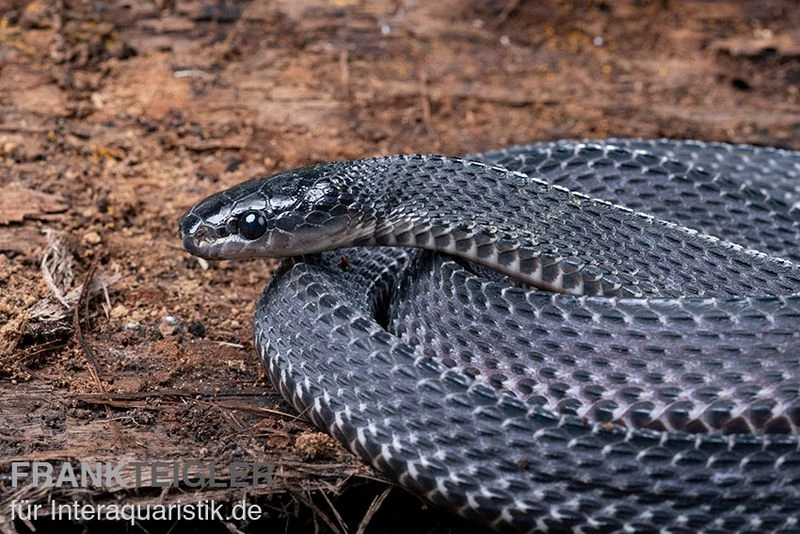 Südliche Feilennatter, Mehelya Capensis 5 Südliche Feilennatter, Mehelya Capensis – Bild 5