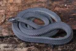 Südliche Feilennatter, Mehelya Capensis 12 Südliche Feilennatter, Mehelya Capensis -Zubehör für Haustieraquarien Suedliche Feilennatter Mehelya capensis 6