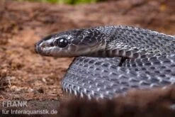 Südliche Feilennatter, Mehelya Capensis 13 Südliche Feilennatter, Mehelya Capensis -Zubehör für Haustieraquarien Suedliche Feilennatter Mehelya capensis 7