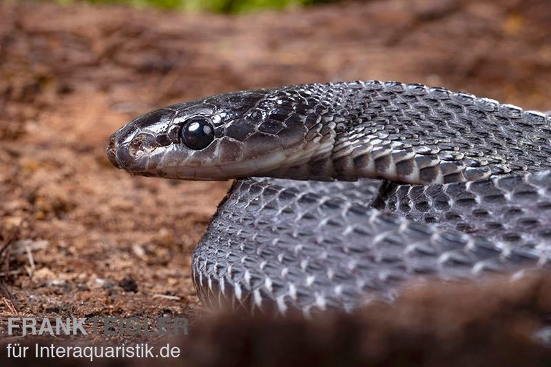 Südliche Feilennatter, Mehelya Capensis 7 Südliche Feilennatter, Mehelya Capensis – Bild 7