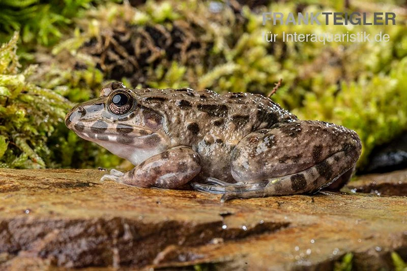 Südostasiatischer Reisfrosch, Fejervarya Limnocharis 2 Südostasiatischer Reisfrosch, Fejervarya Limnocharis – Bild 2