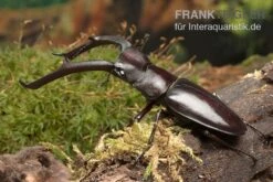 Sumatra-Hirschkäfer, Hexarthrius Mandibularis