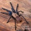 Tarantula, Ornithoctonus Sp. "Thailand" XL