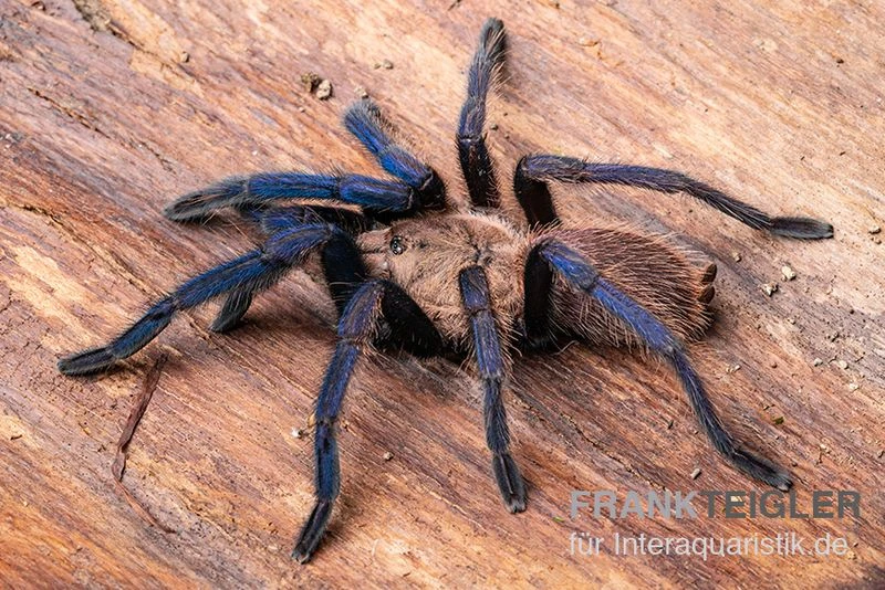 Tarantula, Ornithoctonus Sp. "Thailand" XL 2 Tarantula, Ornithoctonus Sp. "Thailand" XL – Bild 2