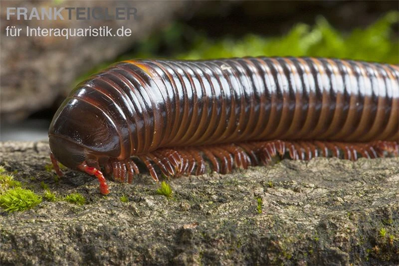 Westafrikanischer Tausendfüßer, Telodeinopus Assiensis 3 Westafrikanischer Tausendfüßer, Telodeinopus Assiensis – Bild 3