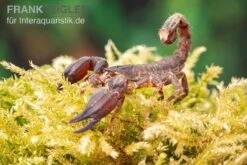 Thailand Zwergskorpion, Chaerilus Sp. Thailand -Zubehör für Haustieraquarien Thailand Zwergskorpion Chaerilus sp Thailand 3