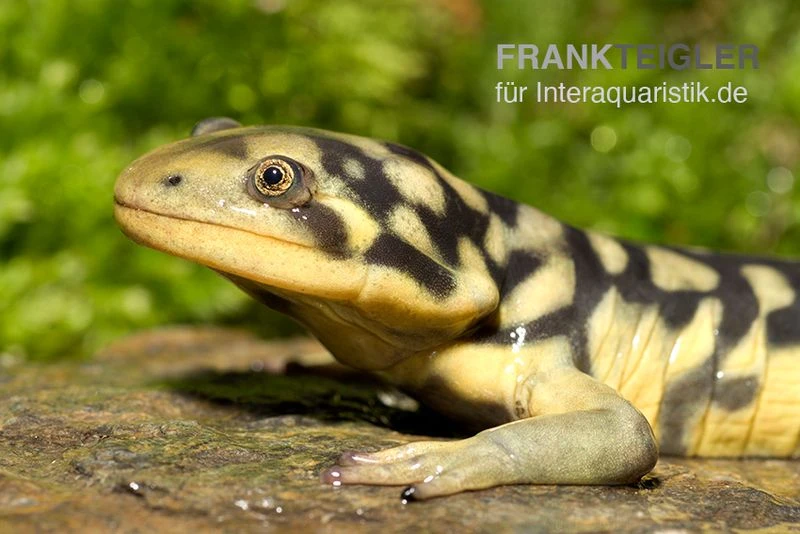 Tigersalamander, Ambystoma Tigrinum Tigrinum 1 Tigersalamander, Ambystoma Tigrinum Tigrinum