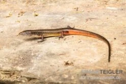 Togo-Skink, Panaspis Togoensis