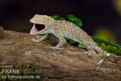 Tokeh, Gekko Gecko -Zubehör für Haustieraquarien Tokeh Gekko gecko 3