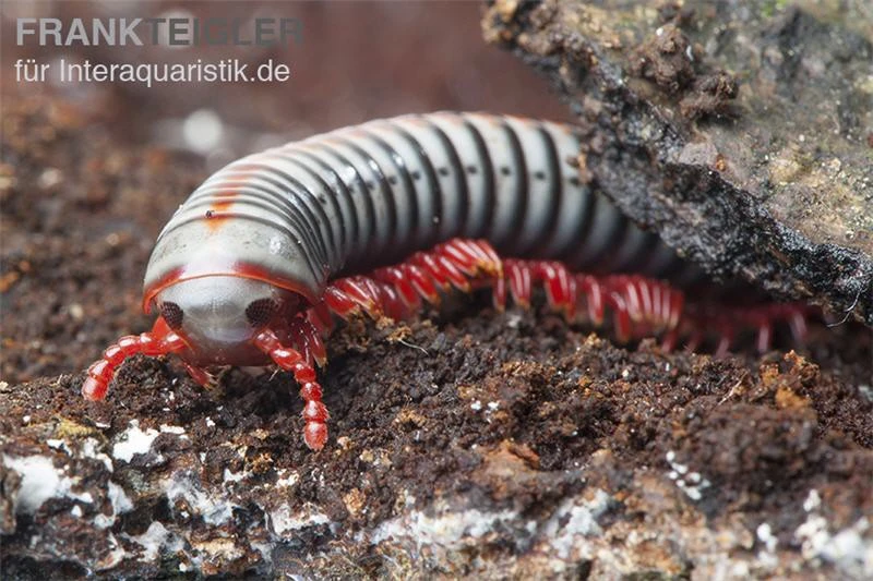 Regenbogentausendfüßer, Tonkinbolus Dollfusi 2 Regenbogentausendfüßer, Tonkinbolus Dollfusi – Bild 2
