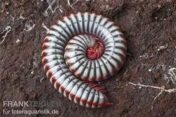 Regenbogentausendfüßer, Tonkinbolus Dollfusi 11 Regenbogentausendfüßer, Tonkinbolus Dollfusi -Zubehör für Haustieraquarien Tonkinbolus dollfusi 10