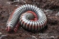 Regenbogentausendfüßer, Tonkinbolus Dollfusi 13 Regenbogentausendfüßer, Tonkinbolus Dollfusi -Zubehör für Haustieraquarien Tonkinbolus dollfusi 11