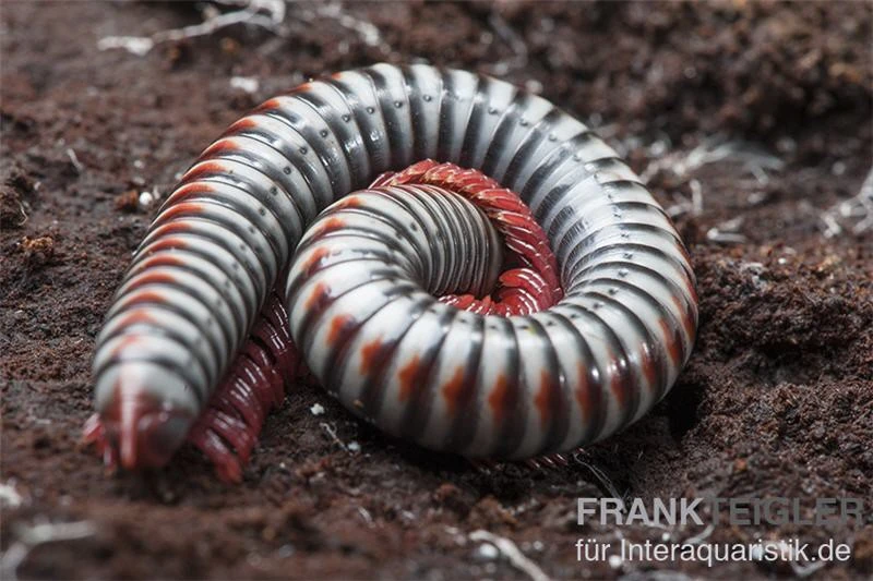 Regenbogentausendfüßer, Tonkinbolus Dollfusi 6 Regenbogentausendfüßer, Tonkinbolus Dollfusi – Bild 6