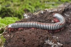 Regenbogentausendfüßer, Tonkinbolus Dollfusi 14 Regenbogentausendfüßer, Tonkinbolus Dollfusi -Zubehör für Haustieraquarien Tonkinbolus dollfusi 16