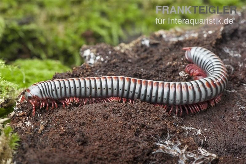 Regenbogentausendfüßer, Tonkinbolus Dollfusi 7 Regenbogentausendfüßer, Tonkinbolus Dollfusi – Bild 7
