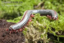 Regenbogentausendfüßer, Tonkinbolus Dollfusi 12 Regenbogentausendfüßer, Tonkinbolus Dollfusi -Zubehör für Haustieraquarien Tonkinbolus dollfusi 19