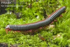 Regenbogentausendfüßer, Tonkinbolus Dollfusi 10 Regenbogentausendfüßer, Tonkinbolus Dollfusi -Zubehör für Haustieraquarien Tonkinbolus dollfusi 2