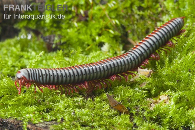 Regenbogentausendfüßer, Tonkinbolus Dollfusi 3 Regenbogentausendfüßer, Tonkinbolus Dollfusi – Bild 3