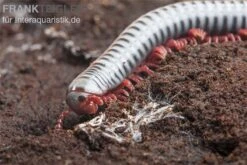 Regenbogentausendfüßer, Tonkinbolus Dollfusi 15 Regenbogentausendfüßer, Tonkinbolus Dollfusi -Zubehör für Haustieraquarien Tonkinbolus dollfusi 20