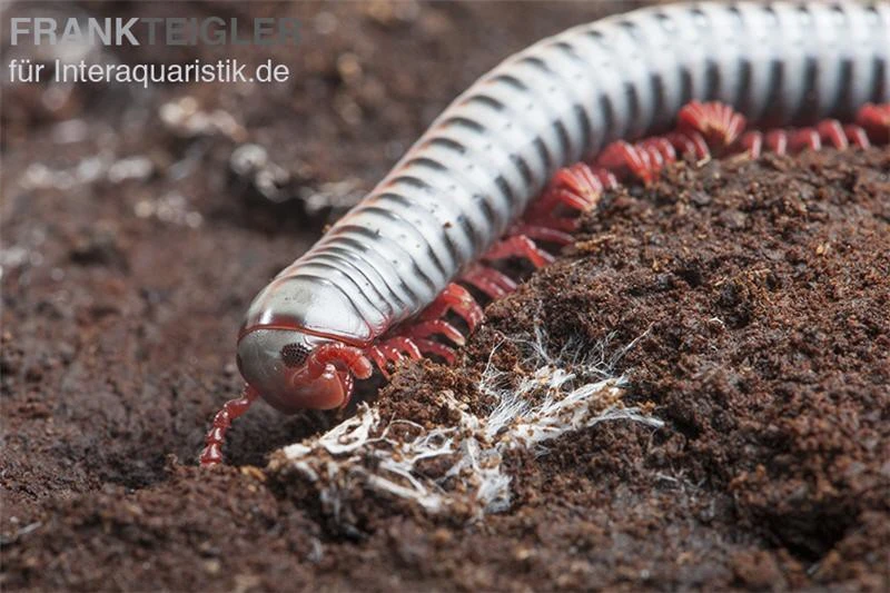 Regenbogentausendfüßer, Tonkinbolus Dollfusi 8 Regenbogentausendfüßer, Tonkinbolus Dollfusi – Bild 8