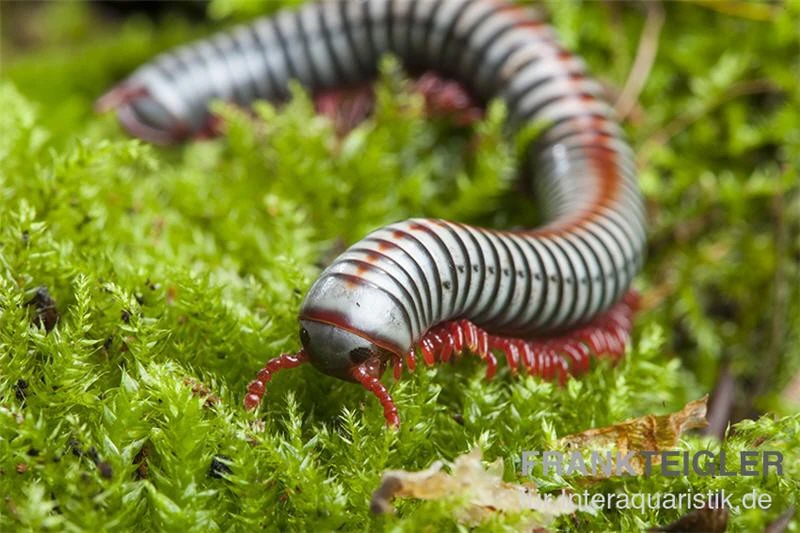 Regenbogentausendfüßer, Tonkinbolus Dollfusi 1 Regenbogentausendfüßer, Tonkinbolus Dollfusi