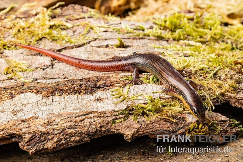 Tüpfellippenskink, Trachylepis Maculilabris 2 Tüpfellippenskink, Trachylepis Maculilabris – Bild 2