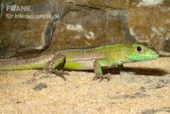 Tüpfelrennechse, Cnemidophorus Lemniscatus 5 Tüpfelrennechse, Cnemidophorus Lemniscatus -Zubehör für Haustieraquarien Tuepfelrennechse Cnemidophorus lemniscatus 2
