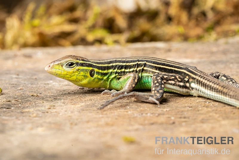 Tüpfelrennechse, Cnemidophorus Lemniscatus 1 Tüpfelrennechse, Cnemidophorus Lemniscatus