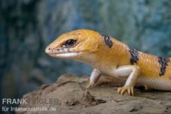 Tunesischer Nachtskink, Scincopus Fasciatus -Zubehör für Haustieraquarien Tunesischer Nachtskink Scincopus fasciatus 3