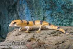 Tunesischer Nachtskink, Scincopus Fasciatus -Zubehör für Haustieraquarien Tunesischer Nachtskink Scincopus fasciatus 4