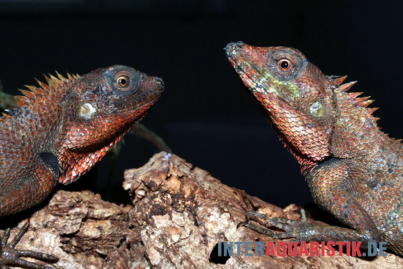 Waldgarteneidechse, Calotes Emma 1 Waldgarteneidechse, Calotes Emma