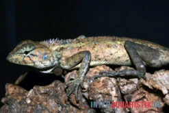 Waldgarteneidechse, Calotes Emma 5 Waldgarteneidechse, Calotes Emma -Zubehör für Haustieraquarien Waldgarteneidechse Calotes emma2