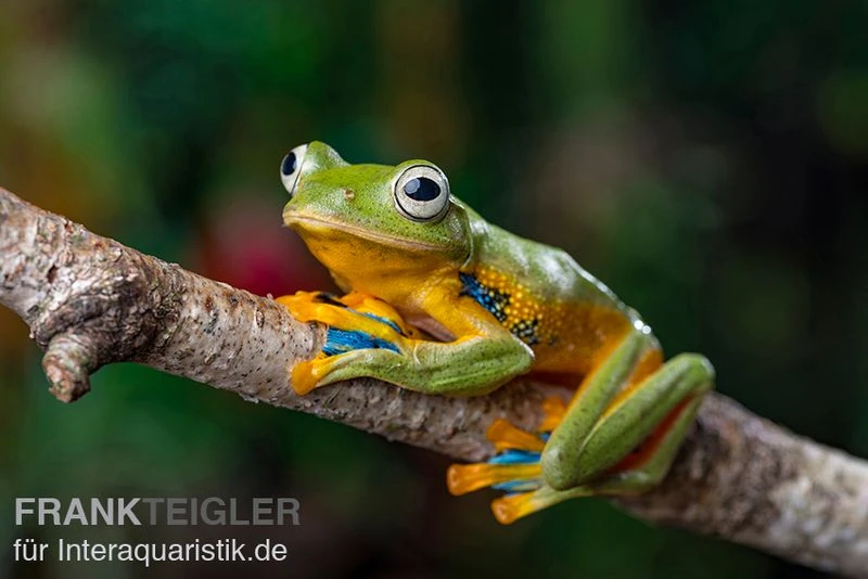 Wallace-Flugfrosch, Rhacophorus Nigropalmatus 1 Wallace-Flugfrosch, Rhacophorus Nigropalmatus