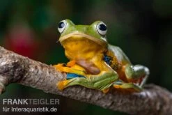 Wallace-Flugfrosch, Rhacophorus Nigropalmatus 7 Wallace-Flugfrosch, Rhacophorus Nigropalmatus -Zubehör für Haustieraquarien Wallace Flugfrosch Racophorus nigropalmatus 3