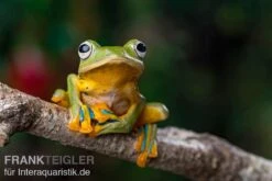 Wallace-Flugfrosch, Rhacophorus Nigropalmatus 8 Wallace-Flugfrosch, Rhacophorus Nigropalmatus -Zubehör für Haustieraquarien Wallace Flugfrosch Racophorus nigropalmatus 4