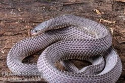 Westliche Wald-Feilenschlange, Mehelya Poensis -Zubehör für Haustieraquarien Westliche Wald Feilenschlange Mehelya poensis 13