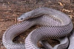 Westliche Wald-Feilenschlange, Mehelya Poensis -Zubehör für Haustieraquarien Westliche Wald Feilenschlange Mehelya poensis 5