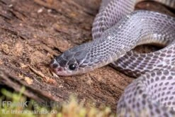 Westliche Wald-Feilenschlange, Mehelya Poensis -Zubehör für Haustieraquarien Westliche Wald Feilenschlange Mehelya poensis 6