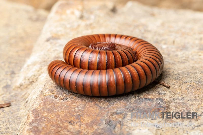 Wüsten-Tausendfüßer, Orthoporus Ornatus 2 Wüsten-Tausendfüßer, Orthoporus Ornatus – Bild 2