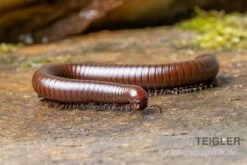 Wüsten-Tausendfüßer, Orthoporus Ornatus 5 Wüsten-Tausendfüßer, Orthoporus Ornatus -Zubehör für Haustieraquarien Wuesten Tausendfuesser Orthoporus ornatus 3